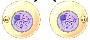 Mitosis - Cell division